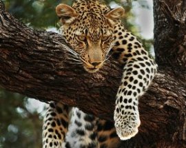 Mlilwane Sanctuary -2 - Swaziland