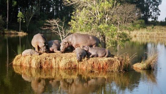 Mlilwane Sanctuary -4 - Swaziland