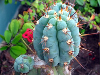 Cactus San Pedro 1