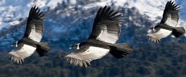 Condores em voo