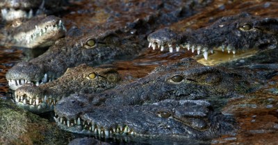 27mar2014---grupo-de-crocodilos-do-nilo-aguarda-alimentos-no-parque-la-planete-des-crocodilos-em-civaux-proxima-de-poitiers-na-franca-139594028