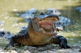 crocodile_adob-611x406