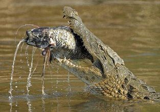 nile-crocodile-eating-fish